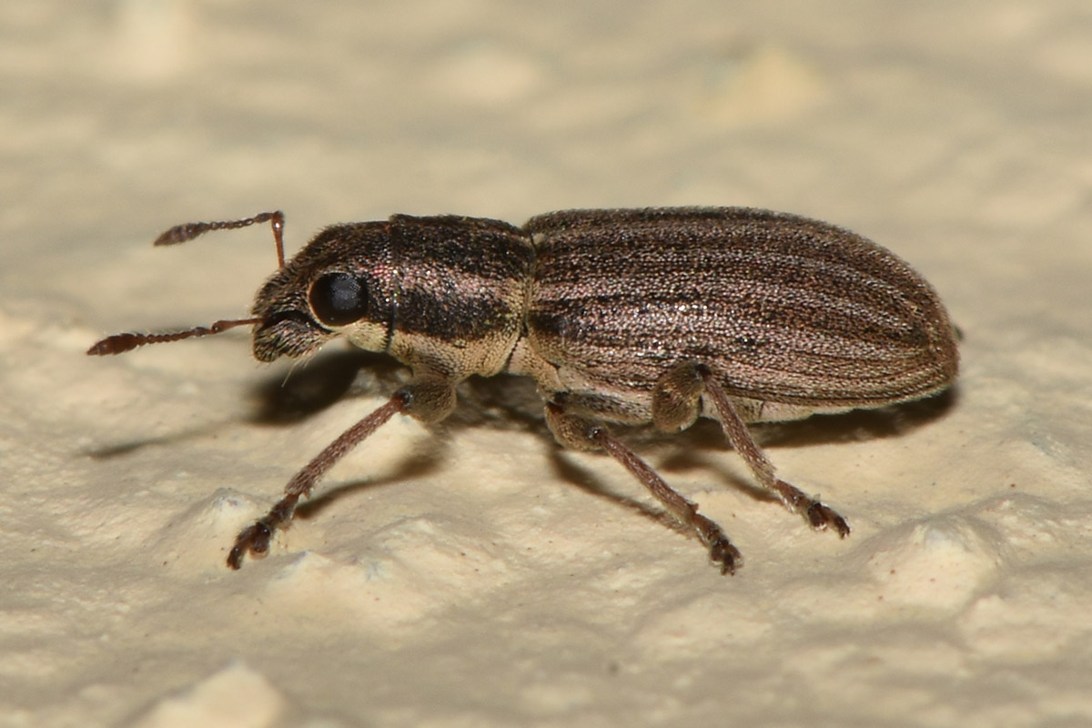 Curculionidae: Sitona lineatus? S !